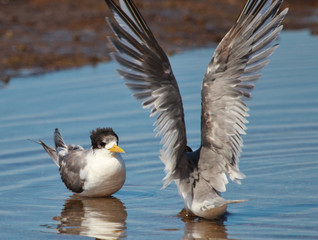 Fototapeta premium Greater Crested Tern in Australia