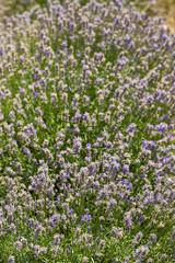 Obraz premium Flowering lavender. Field of blue flowers. Lavandula - flowering plants in the mint family, Lamiaceae. 