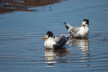 Greater Crested Tern in Australia