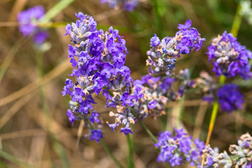 Fototapeta premium Flowering lavender. Field of blue flowers. Lavandula - flowering plants in the mint family, Lamiaceae. 