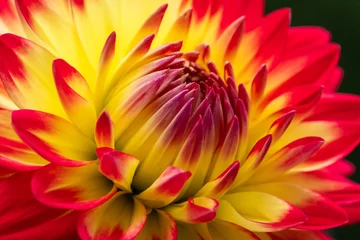 Fotobehang closeup of dahlia © Jimmy R