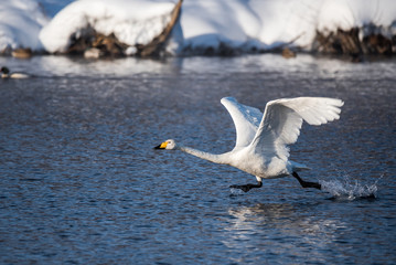 A swan is running through the water. Runs for flight. 