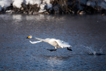 A swan is running through the water. Runs for flight. 