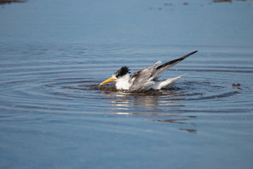 Greater Crested Tern in Australia