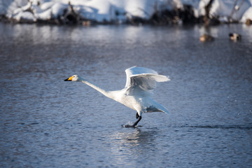 A swan is running through the water. Runs for flight. 