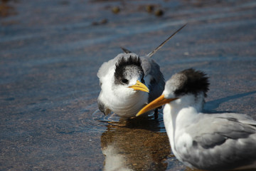 Greater Crested Tern in Australia