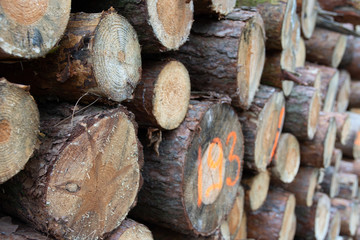 wood in the forest. Stacked up