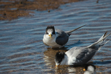 Greater Crested Tern in Australia