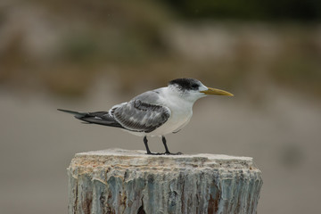 Greater Crested Tern in Australia