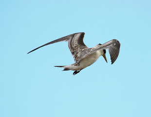 Greater Crested Tern in Australia