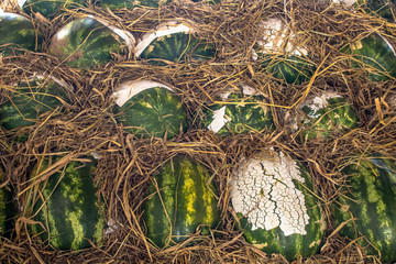 stack of watermelons are sold at CEAGESP in Marilia in the state of Sao Paulo