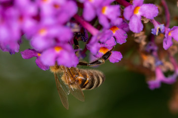 bee on flower