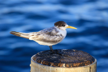 Greater Crested Tern in Australia