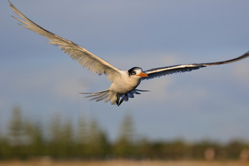 Greater Crested Tern in Australia