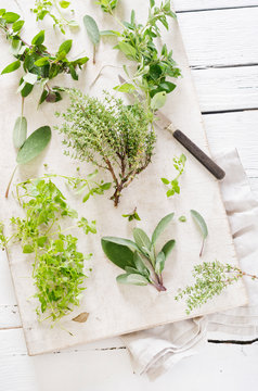 Fresh mixed herbs like sage Salvia, oregano Origanum vulgare, thyme Thymus, chickweed Stellaria media and peppermint Mentha piperita on white chopping board with knife and napkin