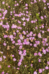 Xeranthemum annuum is a flowering plant species also known as annual everlasting or immortelle.