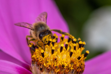 bee on flower