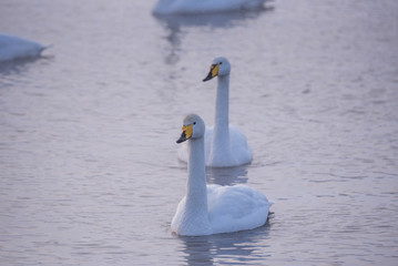 Fototapeta premium A group of swans swims on a lake on a frosty winter day. 