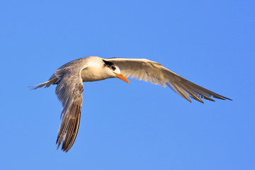 Greater Crested Tern in Australia