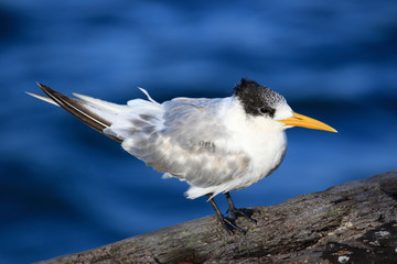 Greater Crested Tern in Australia