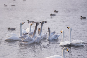A group of swans swims on a lake on a frosty winter day. 
