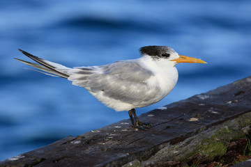 Greater Crested Tern in Australia