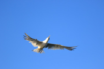 Greater Crested Tern in Australia