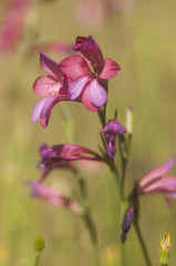 Gladiolus species sword lily gladioli is a very common and beautiful pink or red flower in the fields of Andalusia in spring