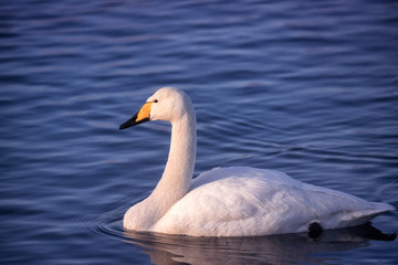 A group of swans swims on a lake on a frosty winter day. 