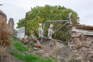 Perros de caza esperando atentos a que llegue su dueño