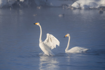 Naklejka na ściany i meble A group of swans swims on a lake on a frosty winter day. 