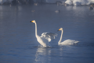 A group of swans swims on a lake on a frosty winter day. 