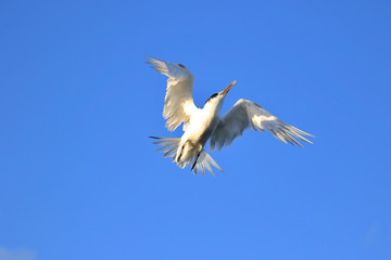 Greater Crested Tern in Australia