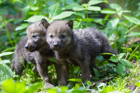 Germany, Bavaria, Gray wolf pups in forest