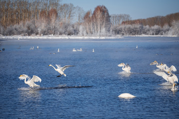 A group of swans swims on a lake on a frosty winter day. "Lebedinyj" Swan Nature Reserve, "Svetloye" lake, Urozhaynoye Village, Sovetsky District, Altai region, Russia