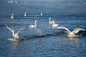 A group of swans swims on a lake on a frosty winter day. 