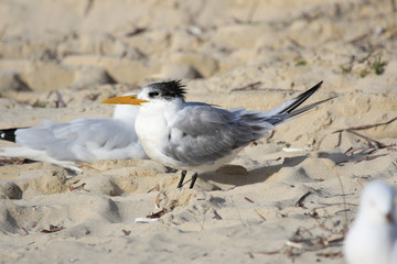 Greater Crested Tern in Australia