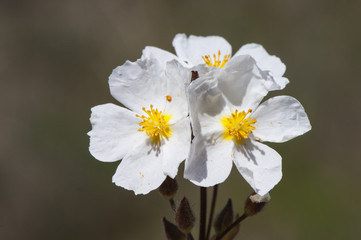 Halimium umbellatum rock rose small and beautiful white flower of the family Cistaceae