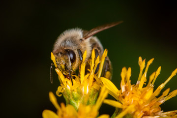 bee on flower