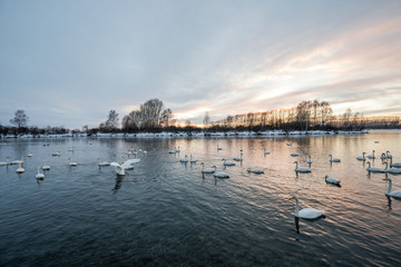 A group of swans swims on a lake on a frosty winter day. 