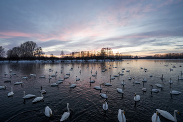 Fototapeta na wymiar A group of swans swims on a lake on a frosty winter day. 