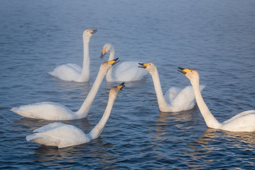 A group of swans swims on a lake on a frosty winter day. 