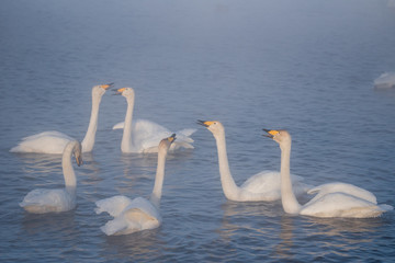 A group of swans swims on a lake on a frosty winter day. 