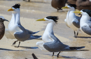 Greater Crested Tern in Australia