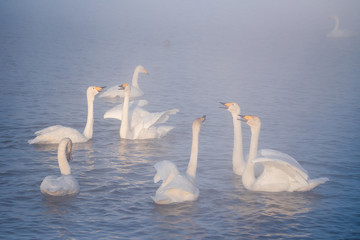 A group of swans swims on a lake on a frosty winter day. 