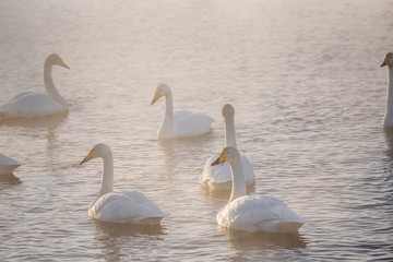 A group of swans swims on a lake on a frosty winter day. 