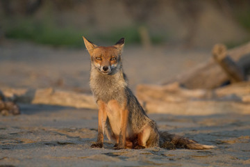 volpe sulla spiaggia