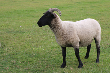 Sheep with horns and black head and legs