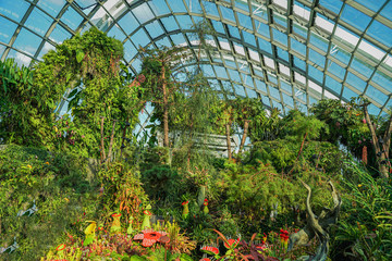 Fototapeta na wymiar tropical pitcher plants monkey cups, morning light, bright colors, close-up