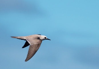 Grey Ternlet in Australia